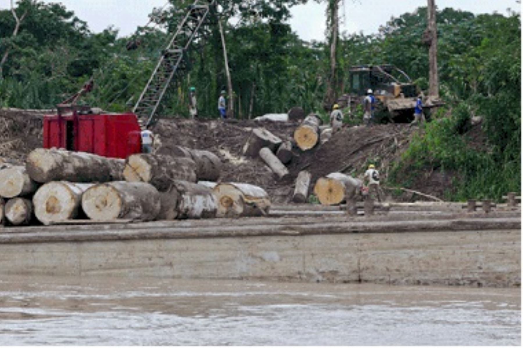 Gobierno de Ucayali habría autorizado grave deforestación de bosques. Foto: ANDINA/Difusión.