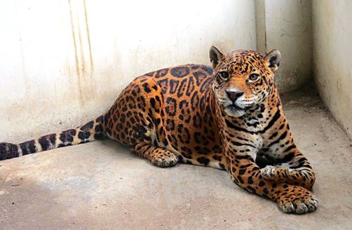 "Toto" vivió 22 años, gran parte de su vida la pasó en el zoológico de Huancayo. FOTO: Facebook Municipalidad de Huancayo