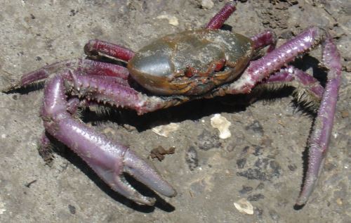 Ejecutan acciones en Tumbes para proteger al cangrejo de manglar. ANDINA/archivo