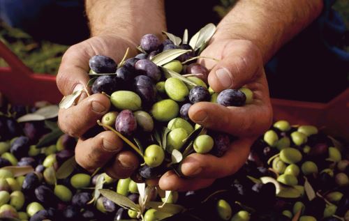 Aceituna. ANDINA/archivo