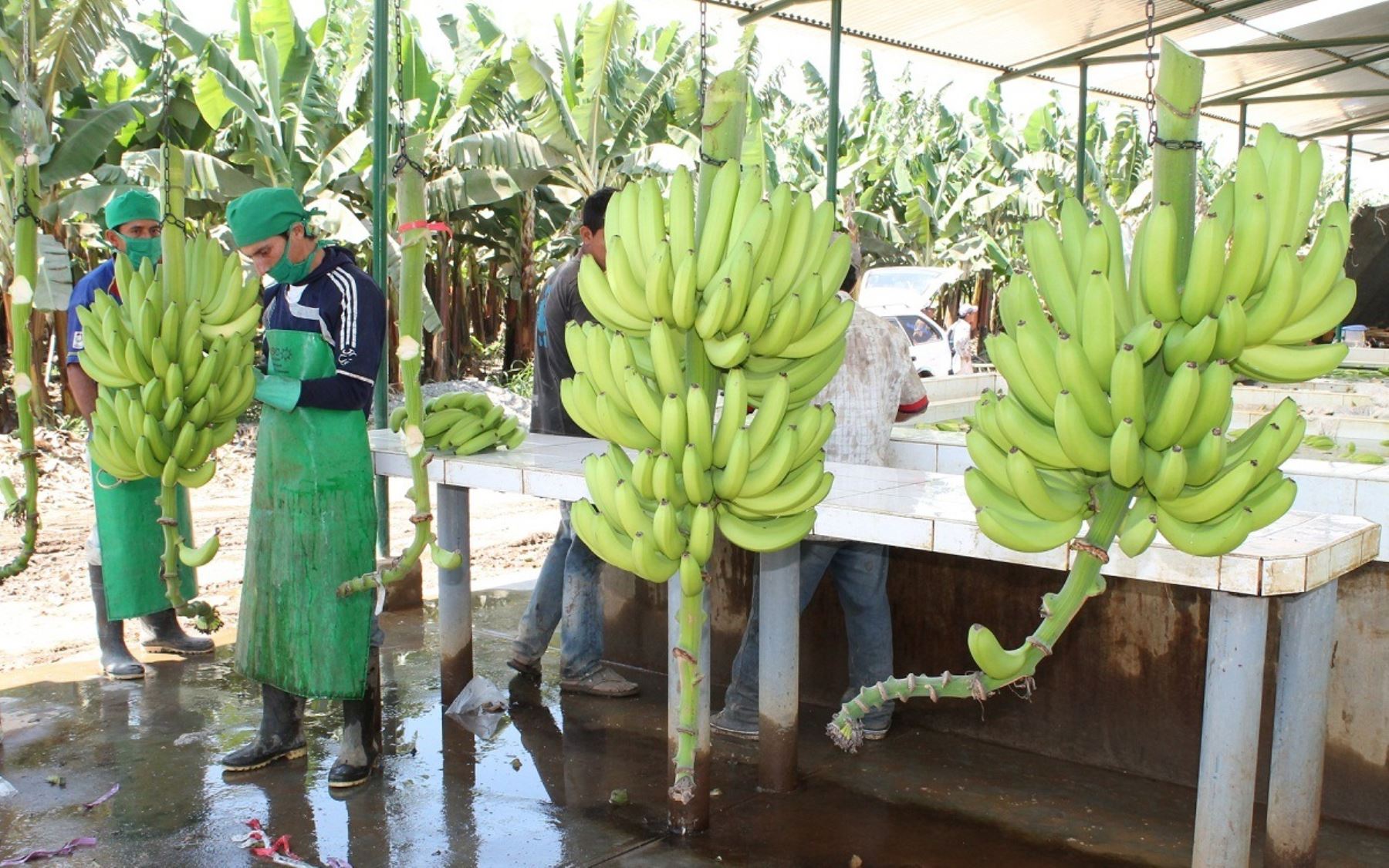 El banano orgánico que se produce en el Valle del Chira, en Piura, conquista el mercado de la Unión Europea. ANDINA