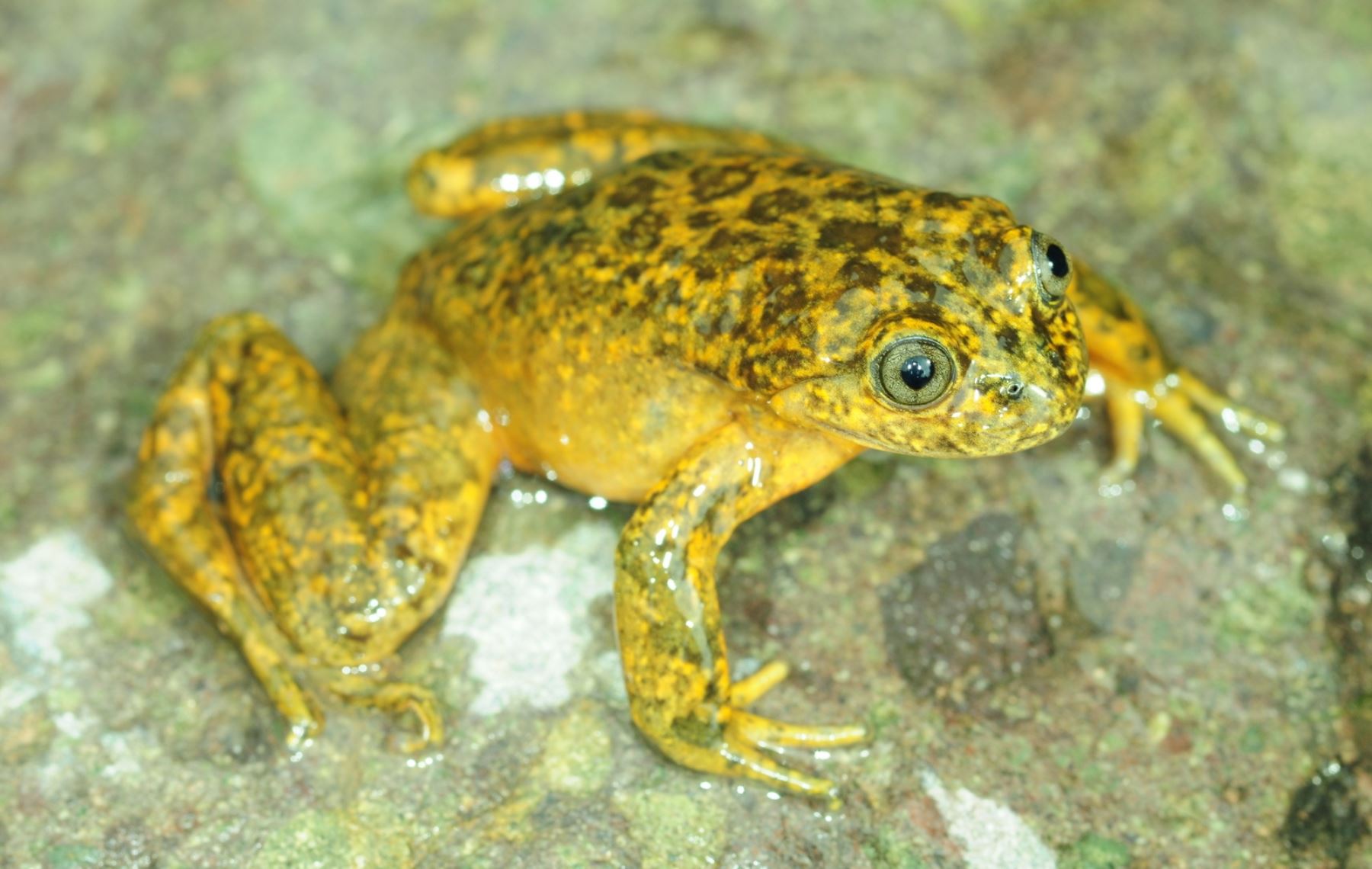 Nueva especie de rana fue descubierta en afluente del río Pisco, en Huaytará, Huancavelica.