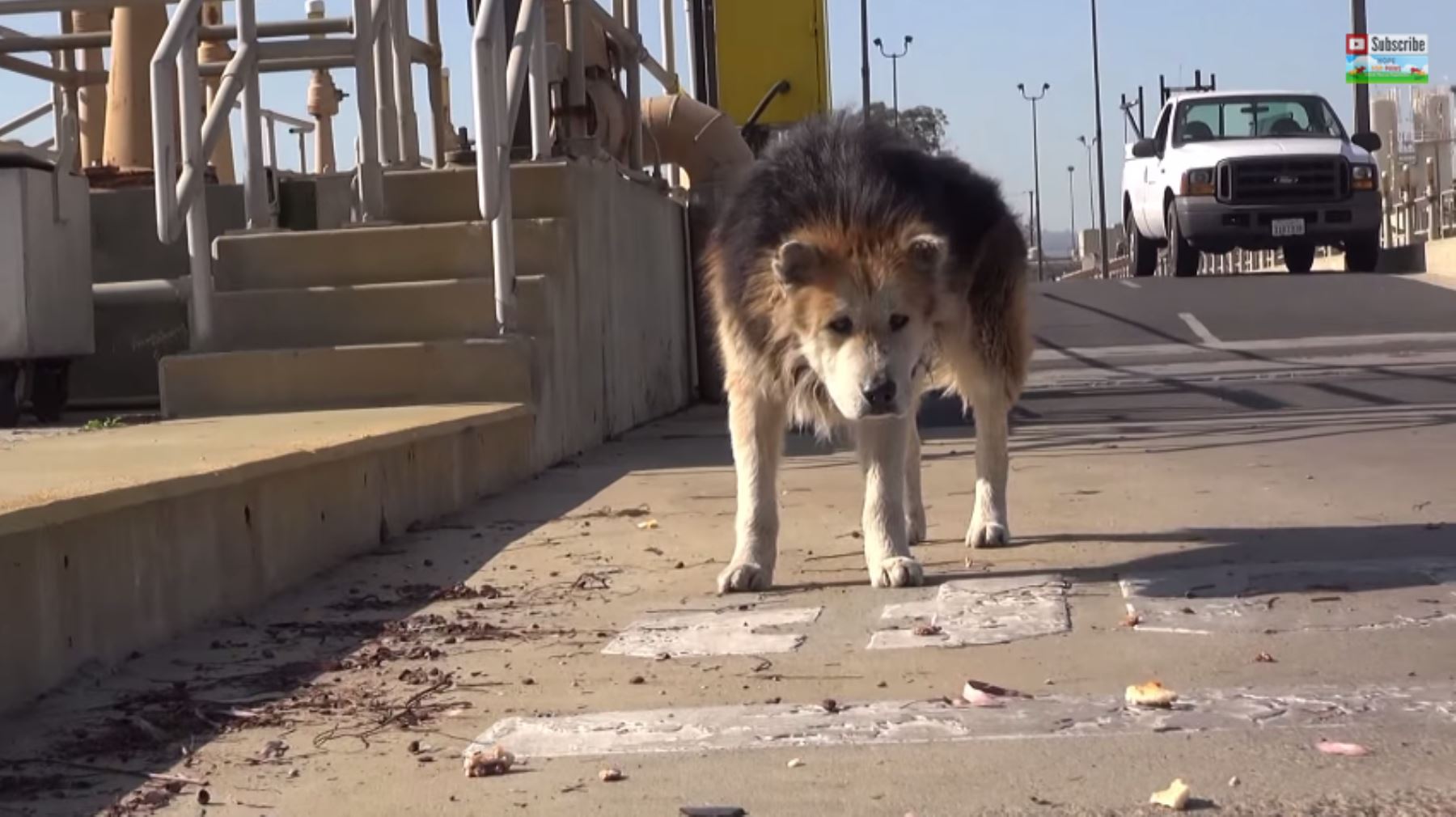 Una segunda oportunidad: la historia de un perro rescatado | Noticias |  Agencia Peruana de Noticias Andina