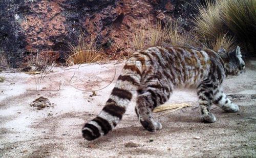 Cámaras trampa captan primeras imágenes de gato andino en reserva de Arequipa. Foto: ANDINA/Difusión.