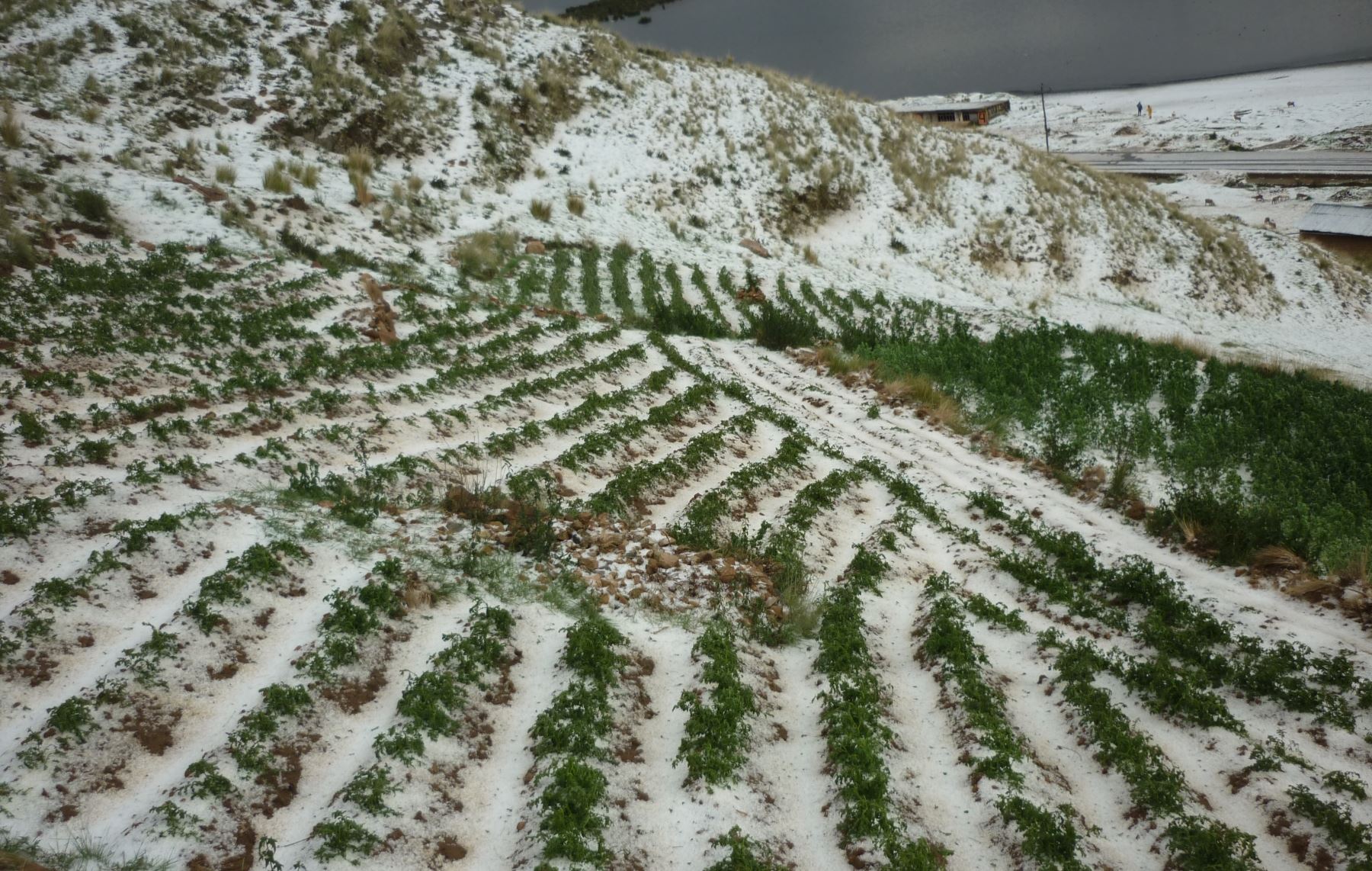 Granizo Dañó Unas 60 Hectáreas De Cultivo En Localidades De Junín