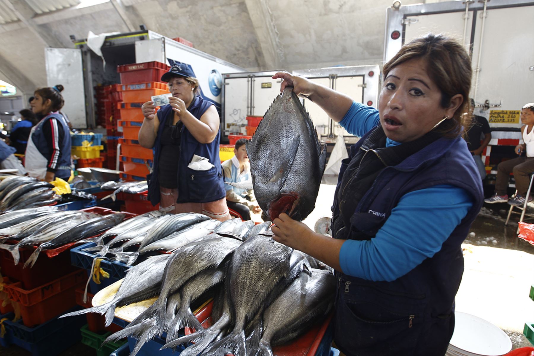 Compra masiva de pescado en terminal pesquero en la víspera de Día Nacional del Cebiche | Noticias | Agencia Peruana de Noticias Andina