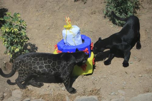 Zamba y Canuta: engreídas del Parque de las Leyendas.