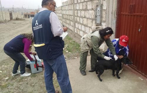 Reportan 15 casos positivos de rabia canina en Arequipa.Foto:  ANDINA/Difusión.