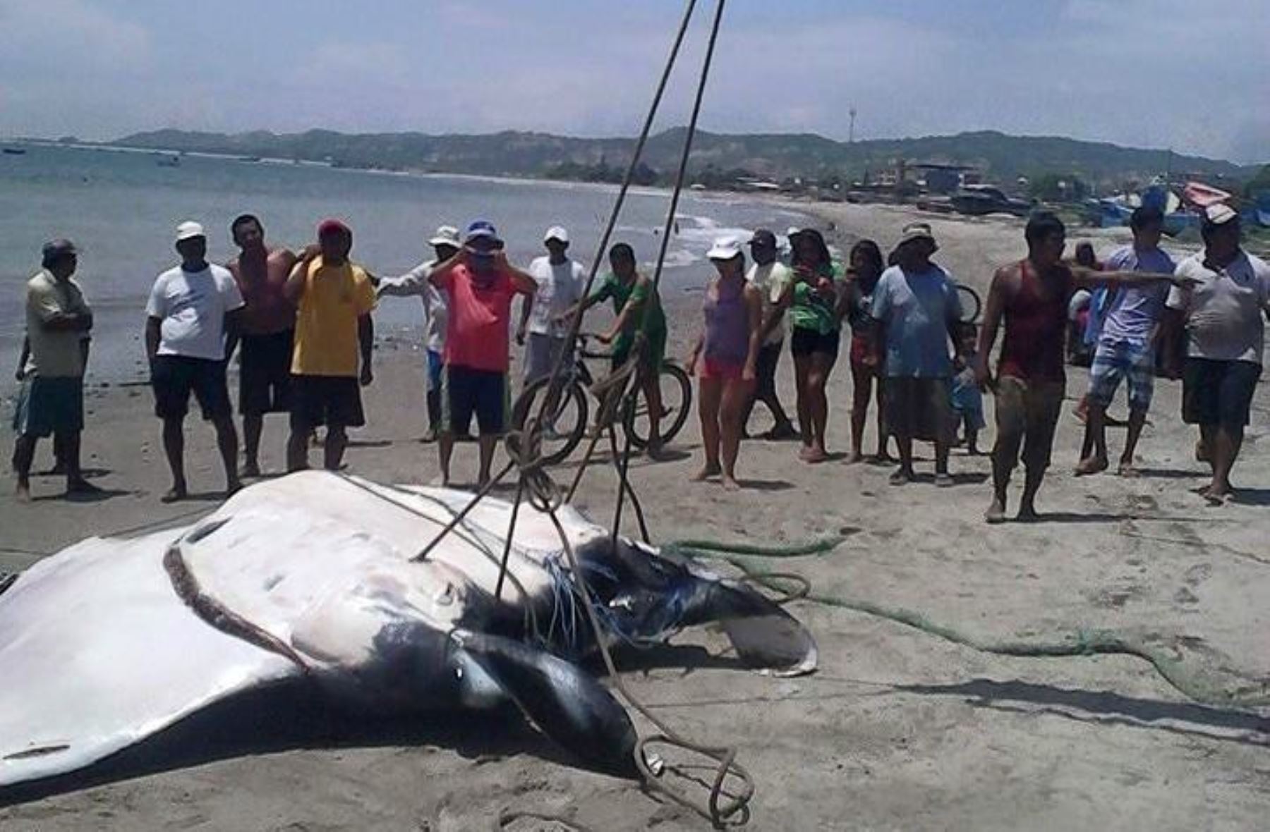 Una mantarraya gigante fue capturada en el mar de Tumbes por pescadores de la zona. Foto: ANDINA.