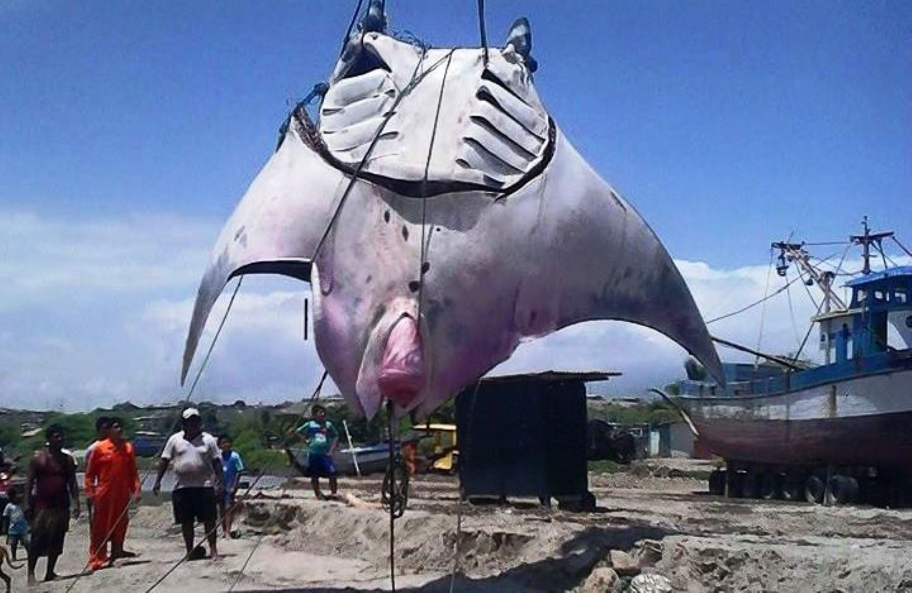 Una mantarraya gigante fue captura en el mar de Tumbes por pescadores de la zona. ANDINA