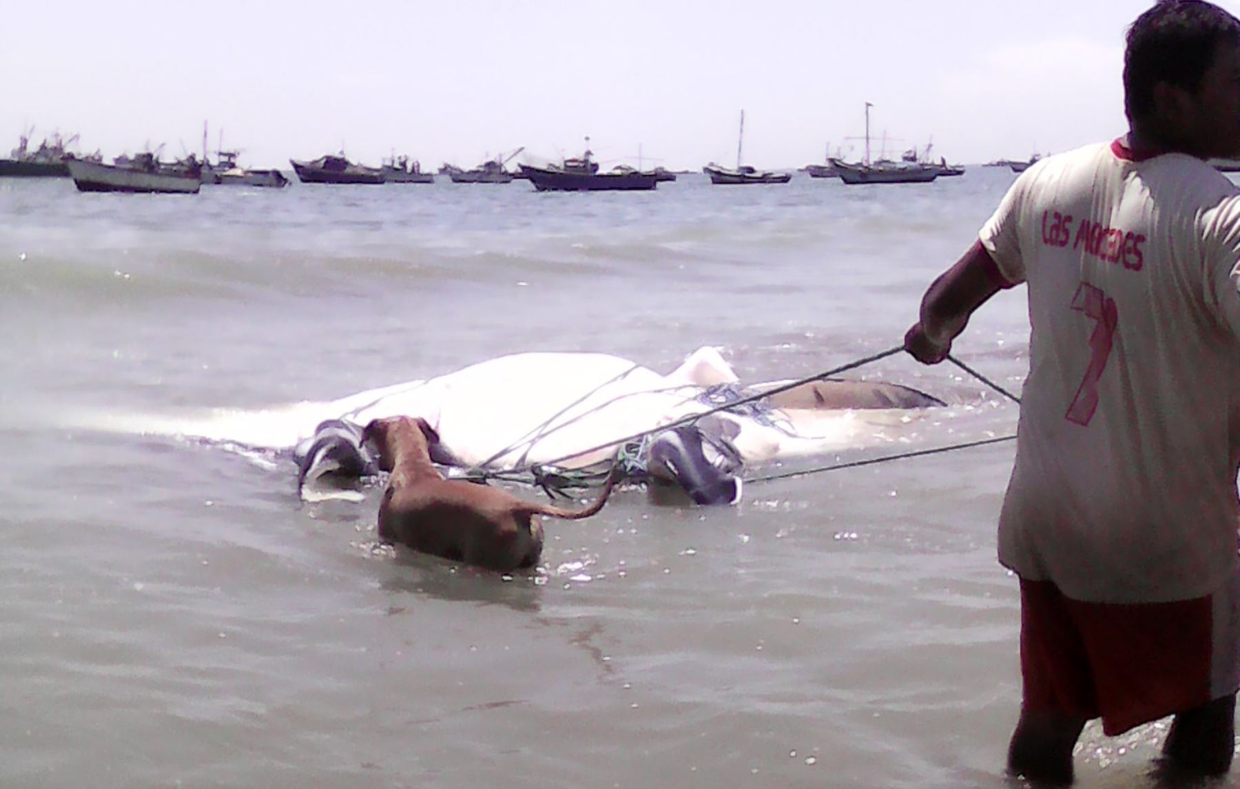 Más de 7 horas navegaron los pescadores para llevar a tierra a la gigantesca mantarraya en Tumbes. ANDINA