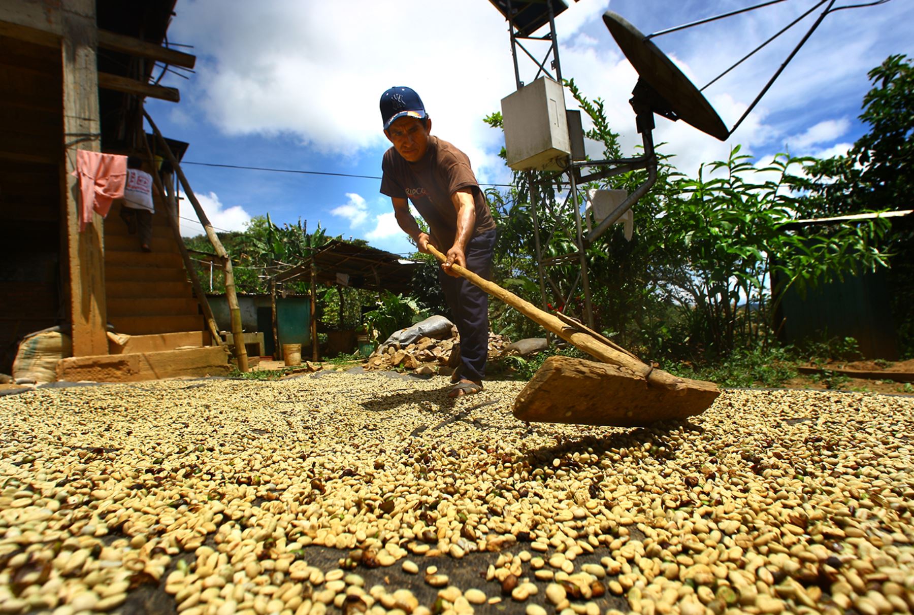 Más De 100000 Productores De Selva Central Serán Beneficiados Con Impulso Del Agro Noticias 0797