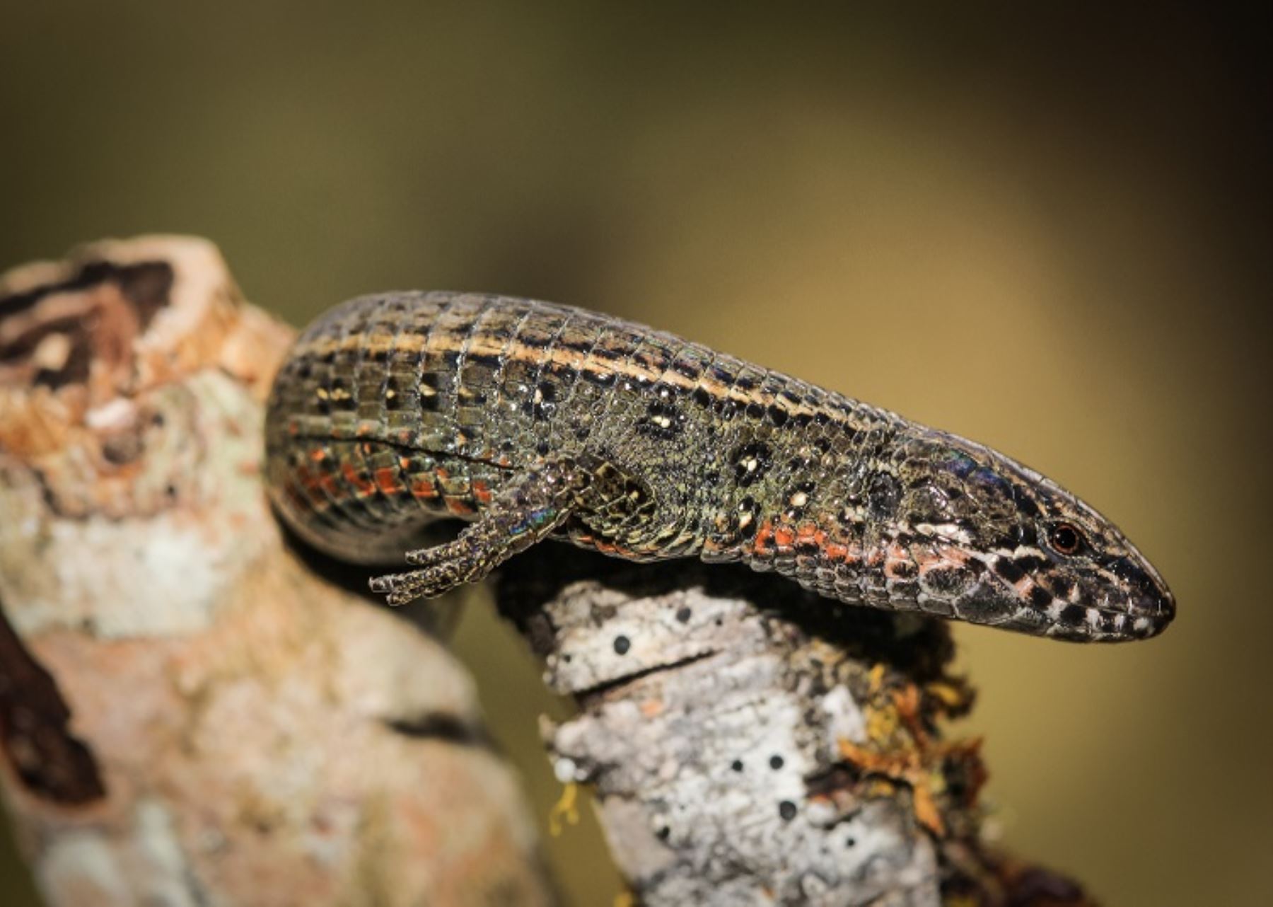 Descubren nueva especie de lagartija en el Santuario Histórico de Machu Picchu. ANDINA/Difusión