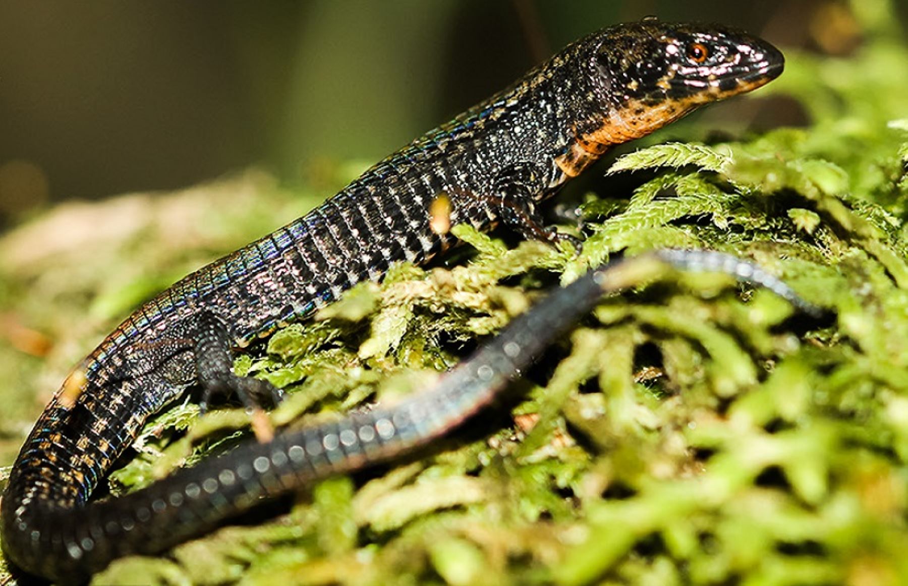 Esta nueva especie de lagartija fue descubierta en el Santuario Histórico de Machu Picchu. ANDINA/Difusión