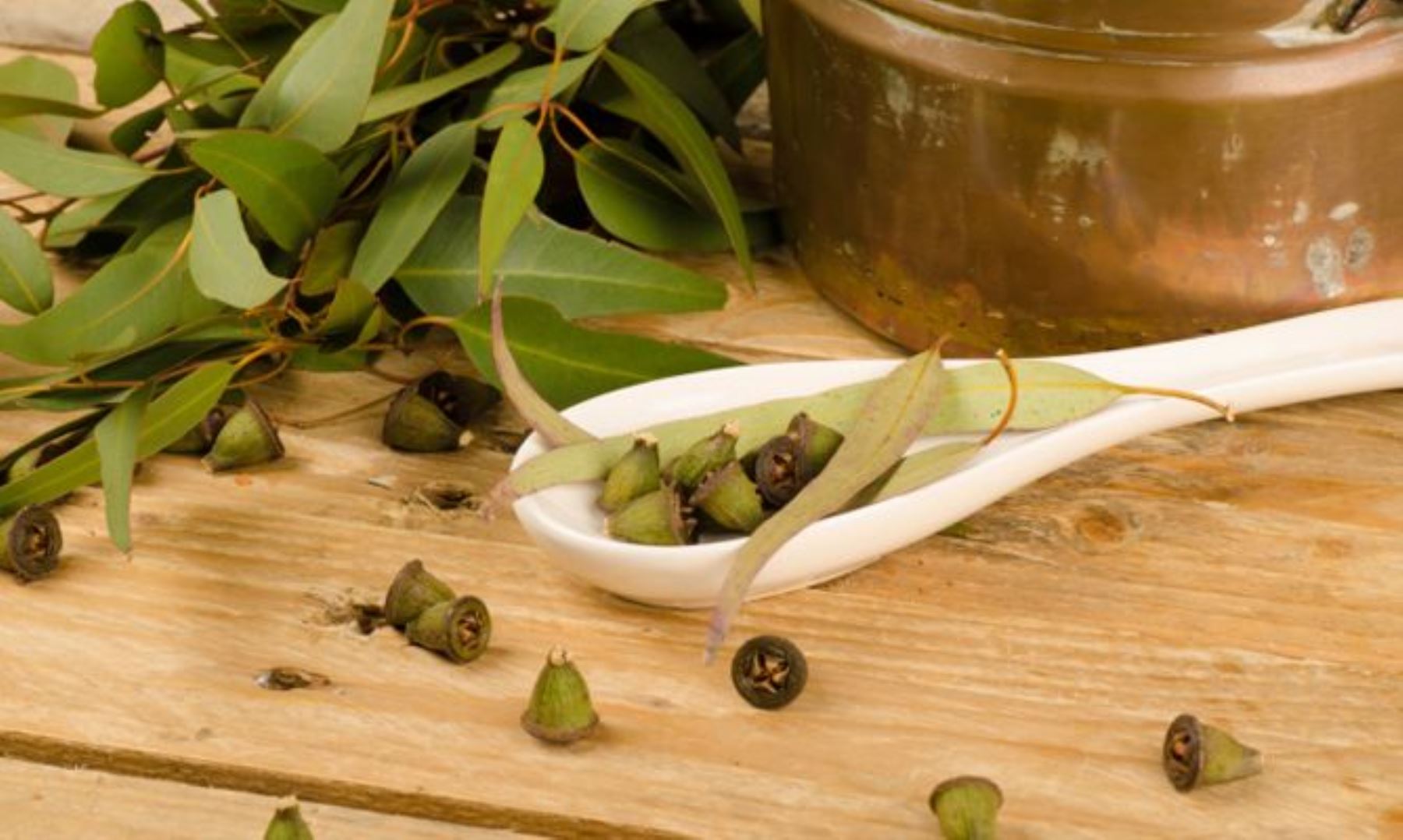 Elíxir natural: estas plantas medicinales te ayudarán a superar enfermedades respiratorias