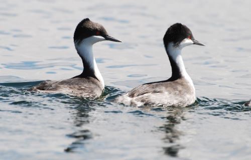 Reserva Nacional de Junín es reconocida como zona para observación de aves. Foto: ANDINA/Difusión.