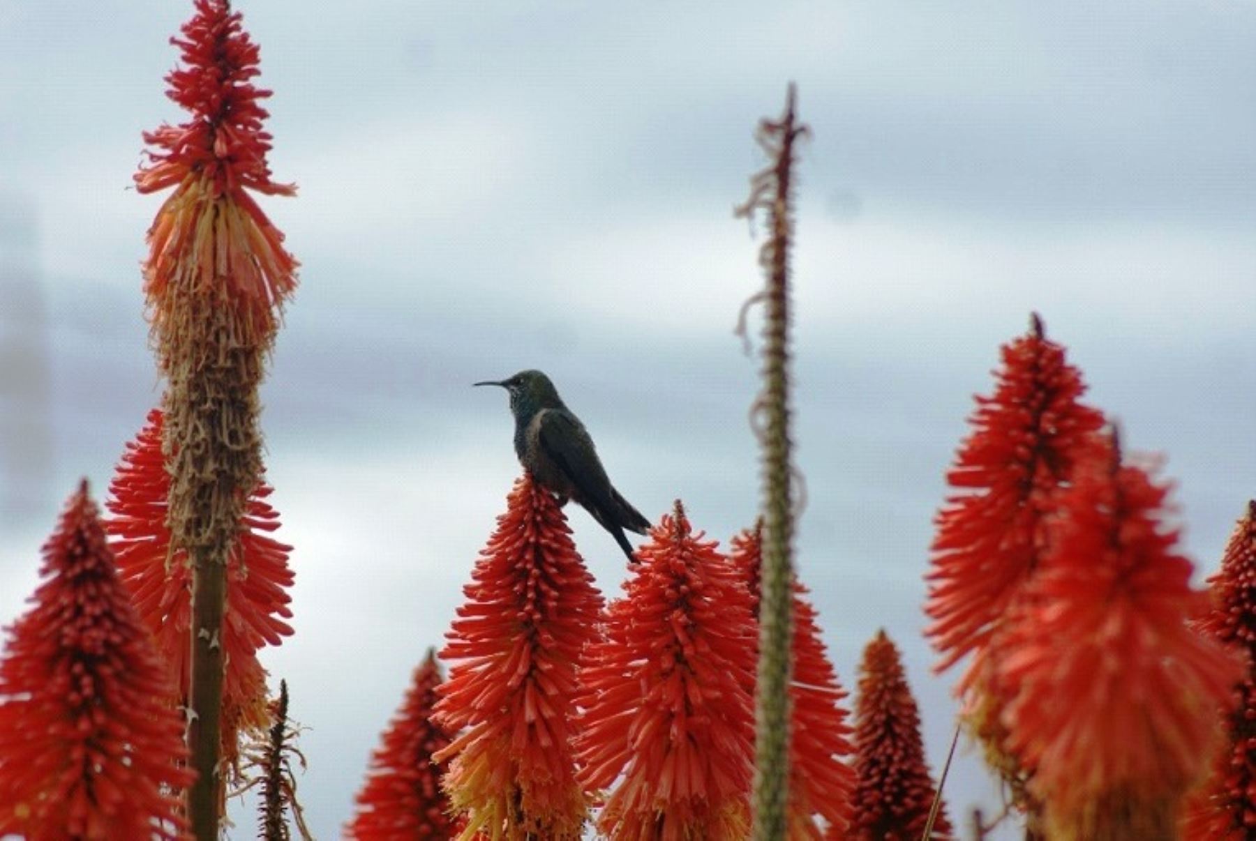 Reserva Nacional de Junín es reconocida como zona para observación de aves. Foto: ANDINA/Difusión.