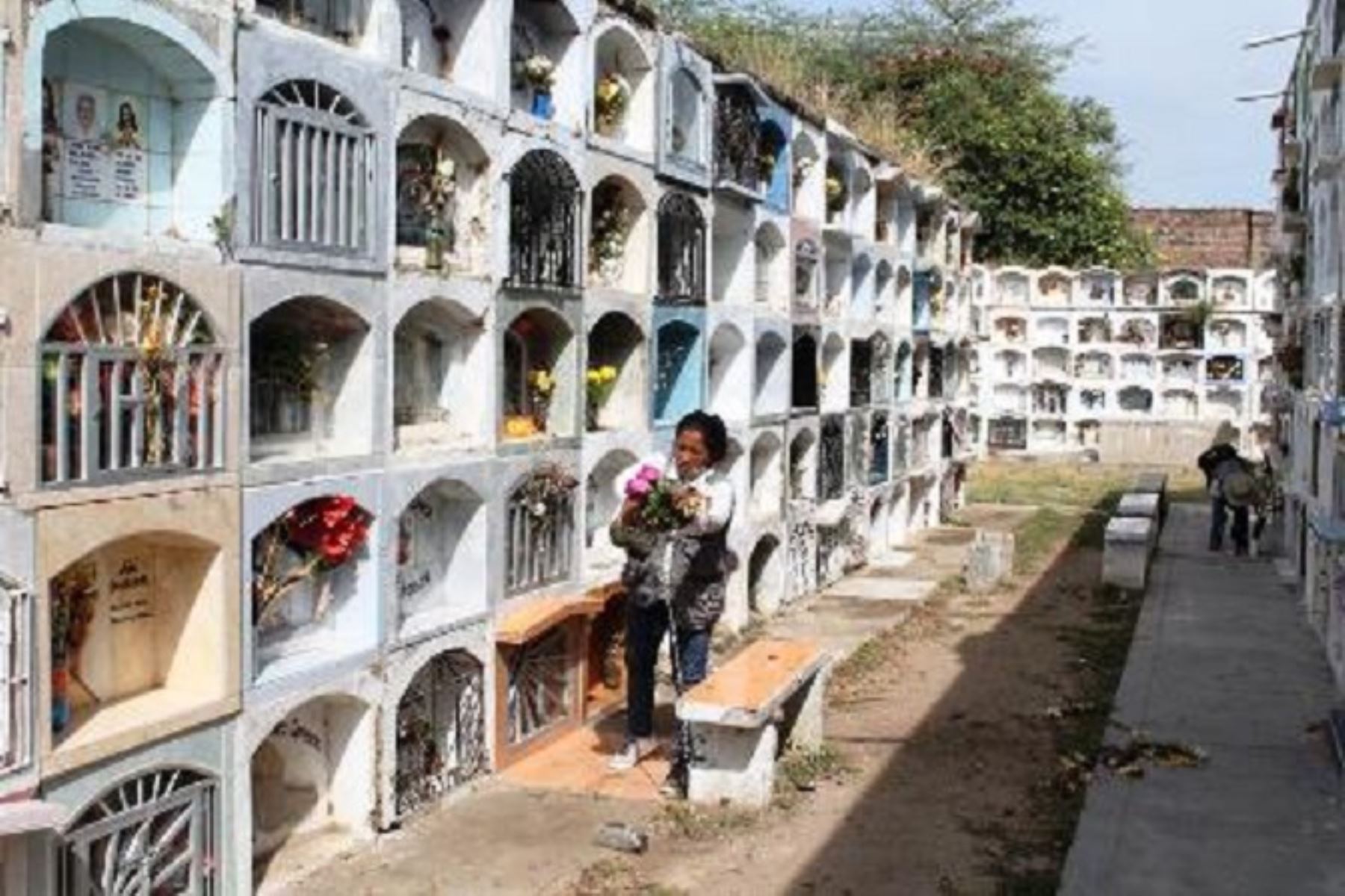 Aconsejan no usar floreros con agua en cementerios para evitar proliferación del dengue