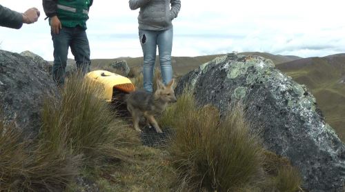 Se liberaron a los zorros en las cercanías del nevado Huaytapallana, a más de 4710 m.s.n.m.