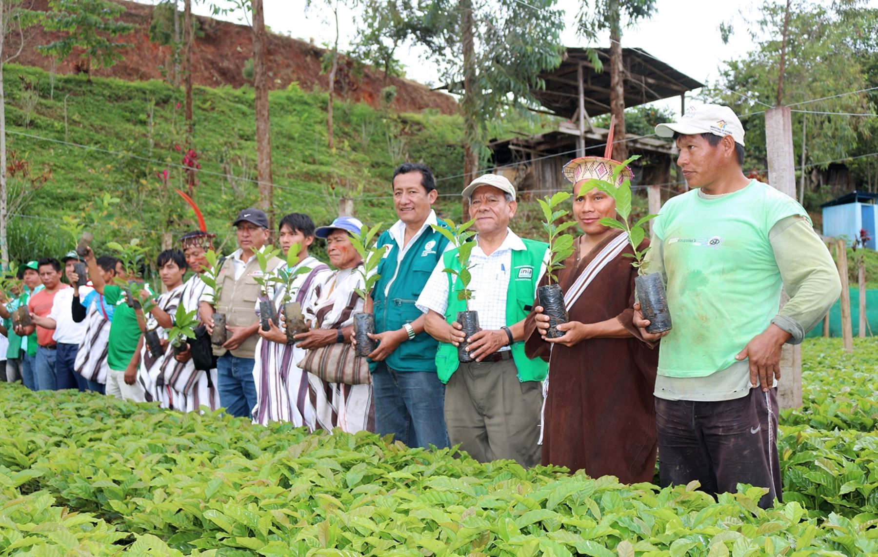 Pobladores asháninkas de comunidades ubicadas en el Vraem recibieron plantones de café de calidad donados por el INIA. ANDINA/Difusión