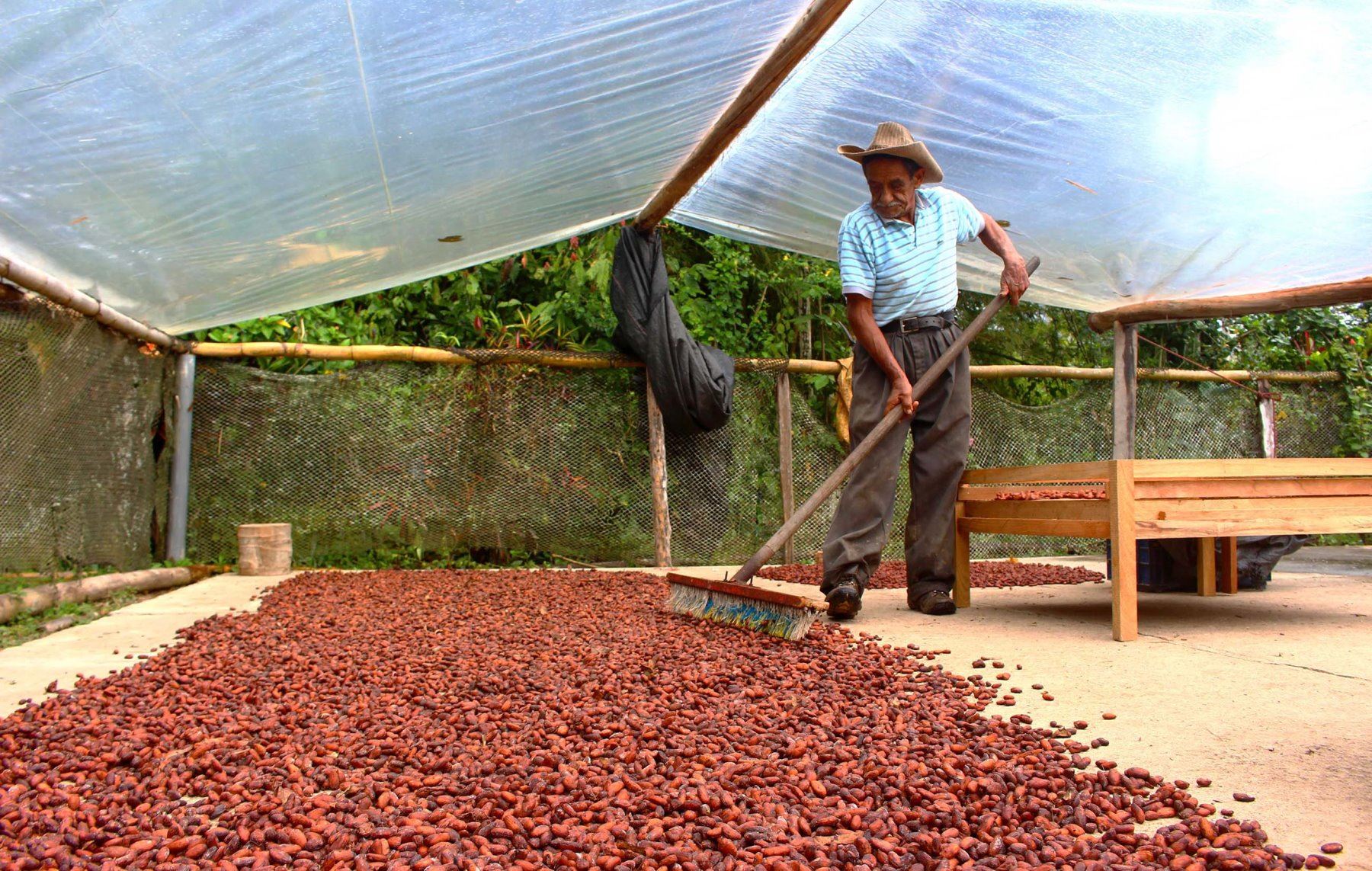 Agricultores de la provincia de Satipo mejoran sus técnicas para la producción orgánica del cacao. ANDINA