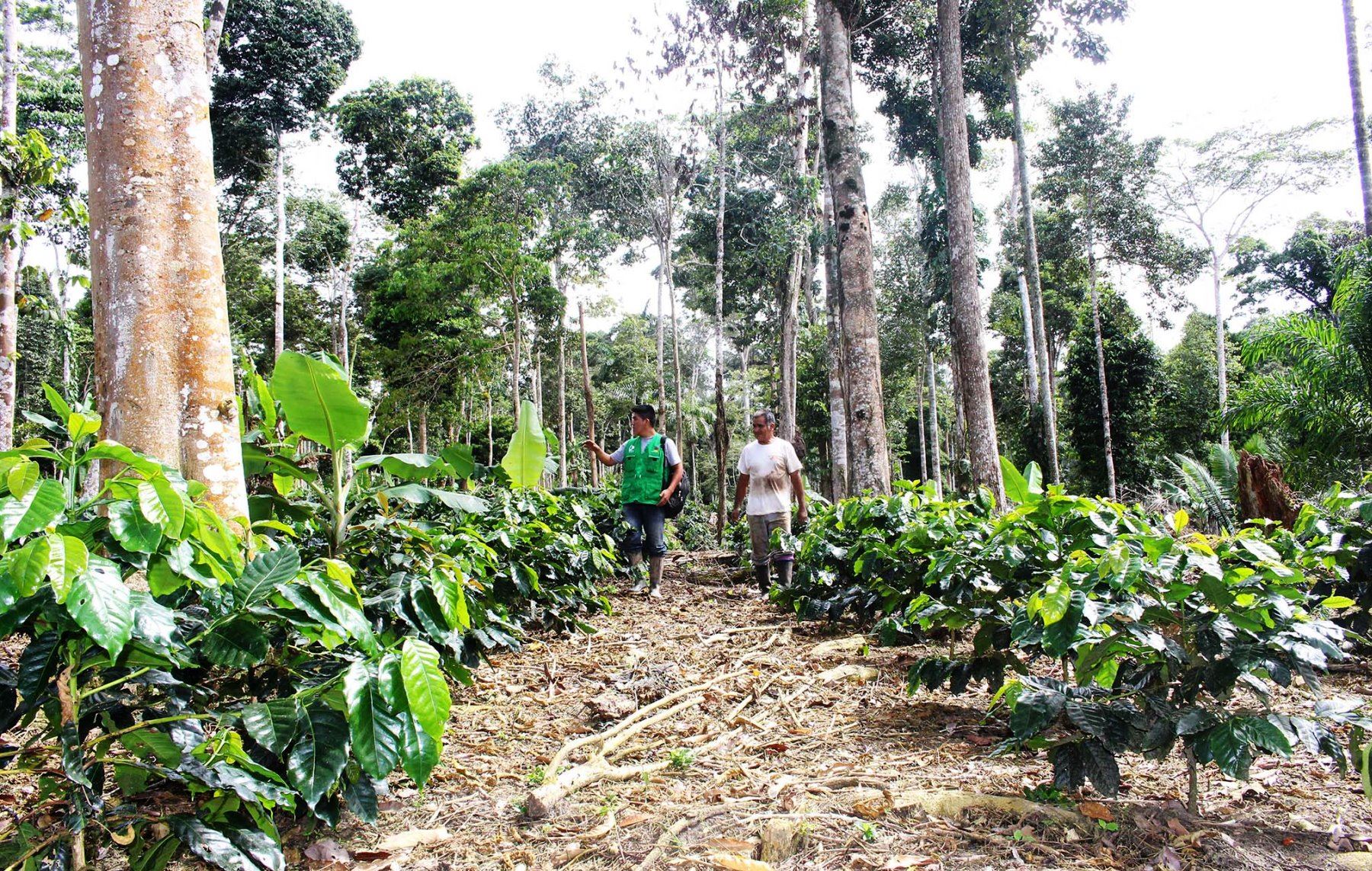 Agricultores de la provincia de Satipo mejoran sus técnicas para la producción orgánica de café. ANDINA