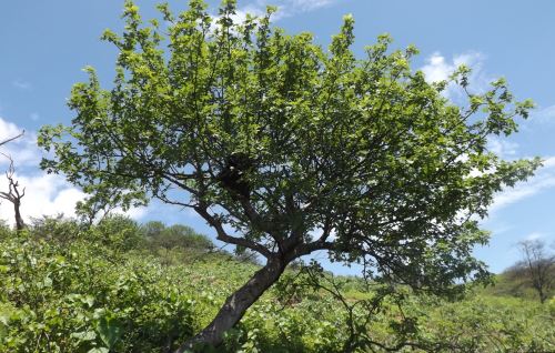 El palo santo, conocido también como madera sagrada, es una especie en peligro crítico de extinción. ANDINA/Difusión