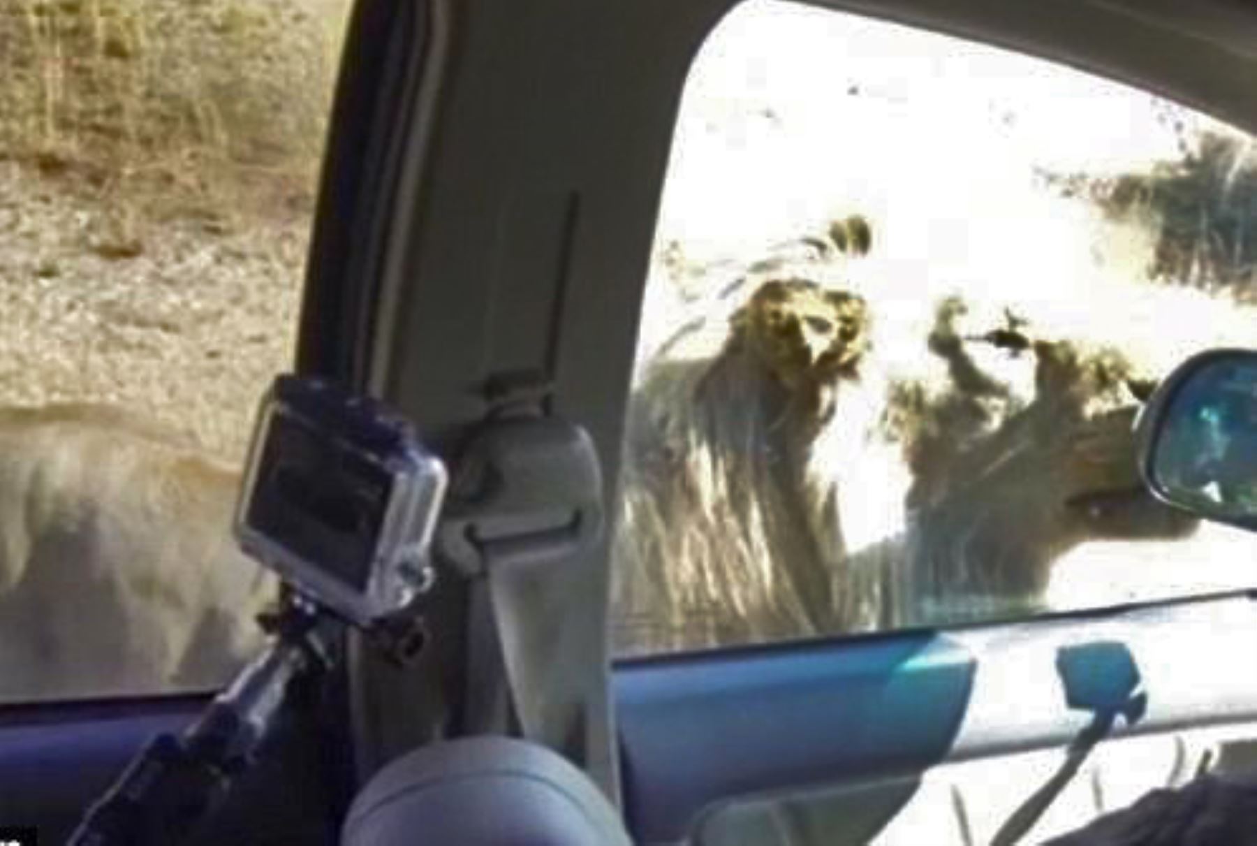 Un león mata a turista de EEUU en parque sudafricano | Noticias | Agencia  Peruana de Noticias Andina