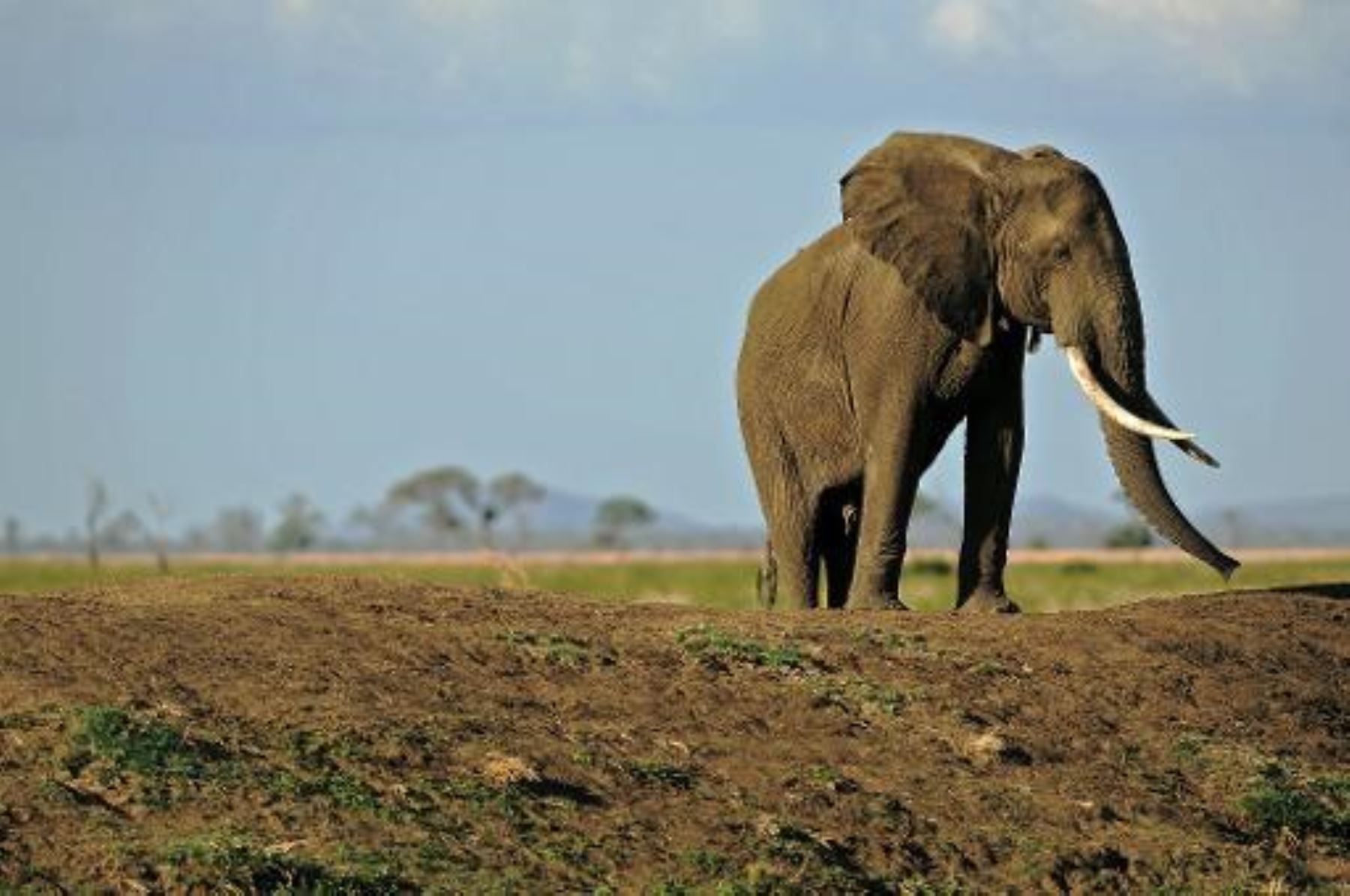 Caza Furtiva De Elefantes Afecta Economía De África | Noticias ...