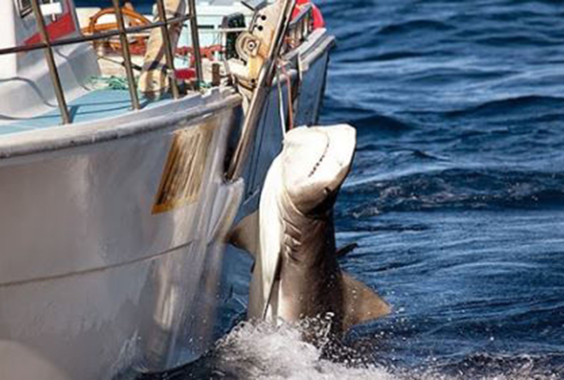Tiburones en peligro. Foto: AFP