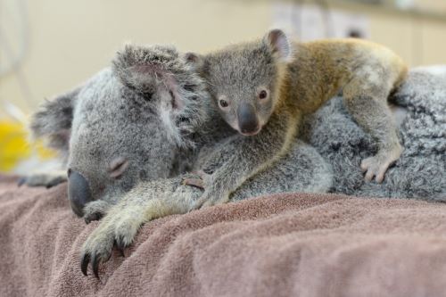 Koala