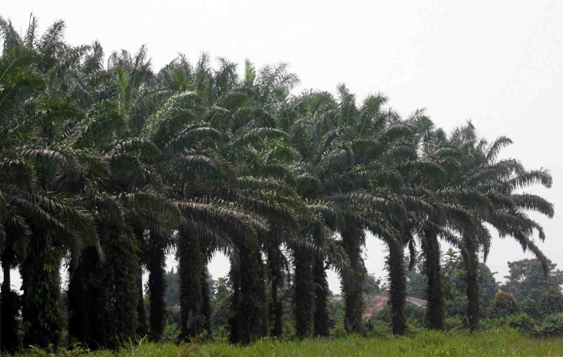 Región San Martín posee alrededor de 34, 500 hectáreas de cultivo de palma aceitera y un aproximado de 2, 100 productores. ANDINA/archivo
