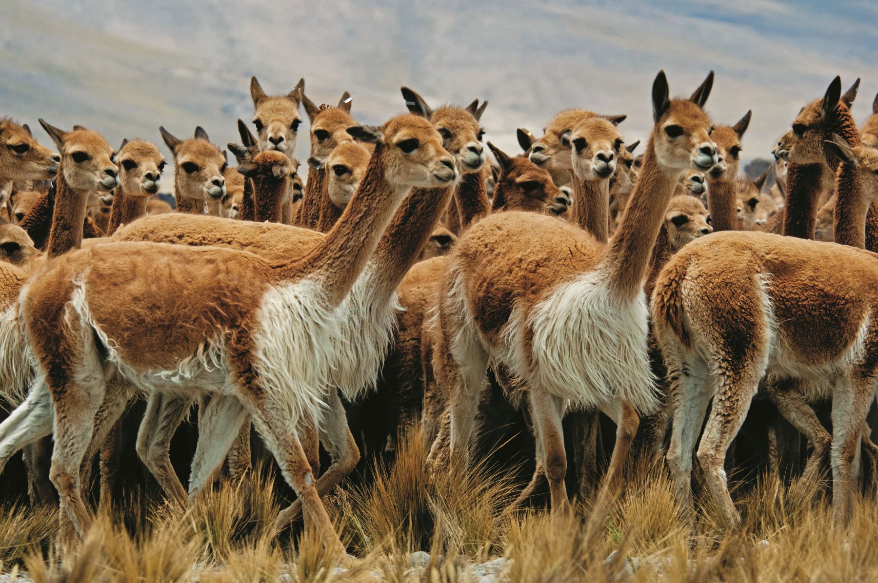 Chaccu: ¿Qué es esta práctica ancestral y cómo contribuye a la conservación de la vicuña?