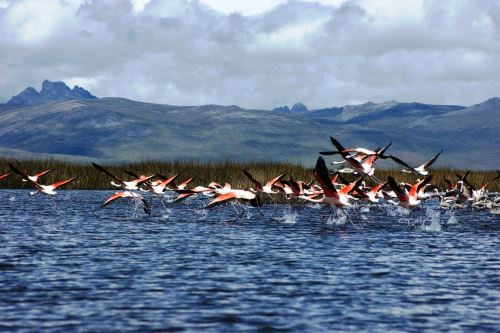 Reserva Nacional de Junín celebra 46 años conservando el ecosistema del lago Chinchaycocha. ANDINA/Difusión