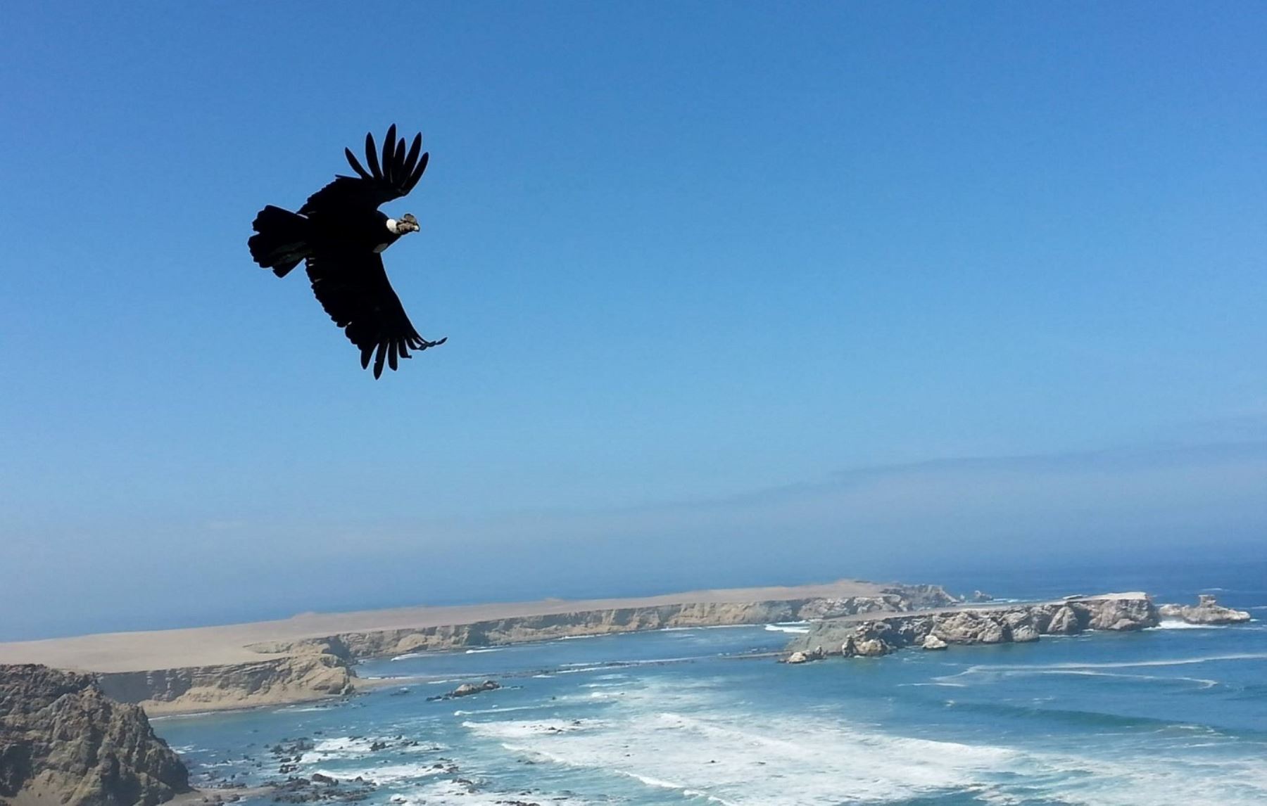 El único lugar de la costa donde es avistado el cóndor andino es la Reserva San Fernando. ANDINA/Sernanp