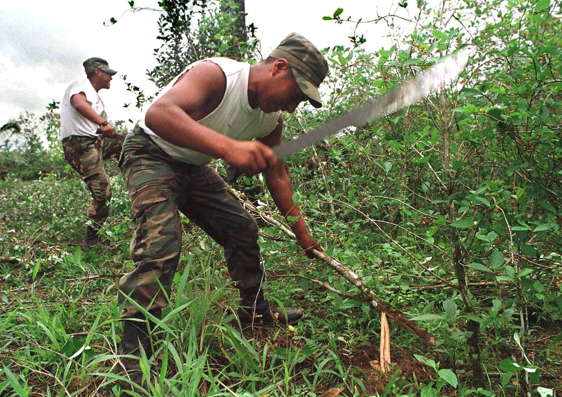 Erradicación de cultivos de hoja de coca