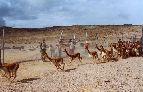 Impulsan participación de comunidades campesinas de la sierra de Lima para el manejo y protección de la vicuña.