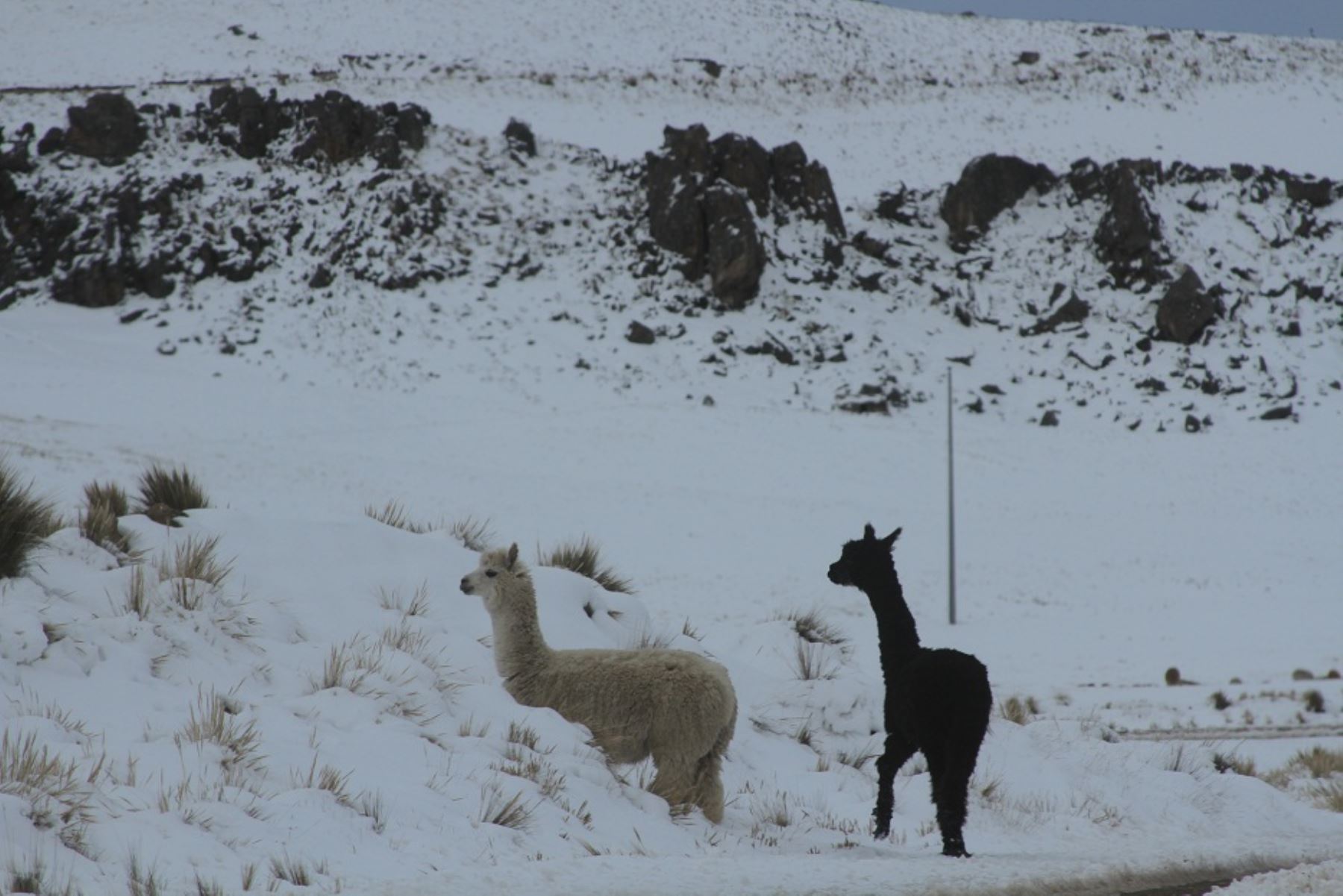 Al menos 100,000 cabezas de ganado alpaquero de la región Arequipa, fueron afectadas por las nevadas y bajas temperaturas que se registran desde hace unas semanas en zonas ubicadas sobre los 4,000 metros de altura, informó Jaime Huerta, gerente regional de Agricultura.ANDINA/Difusión
