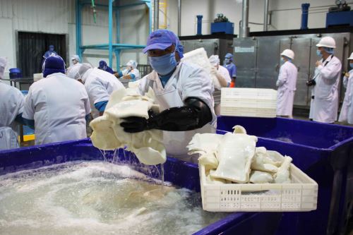 Planta de procesamiento de pota o calamar gigante para la exportación. ANDINA/Difusión