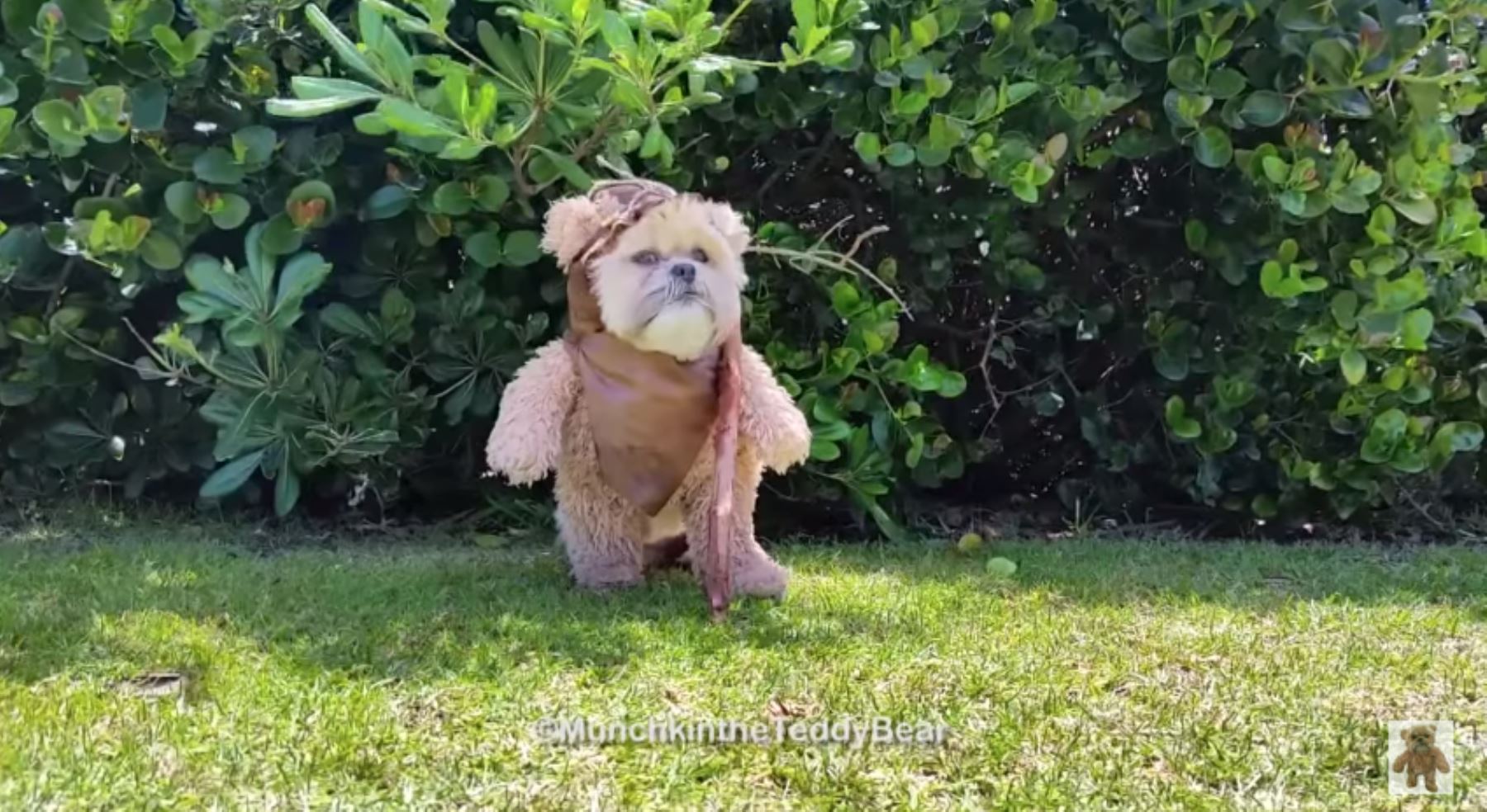 sólido pestillo Desanimarse Conoce a Munchkin, el perrito que imita a un ewok de la saga "Star Wars" |  Noticias | Agencia Peruana de Noticias Andina