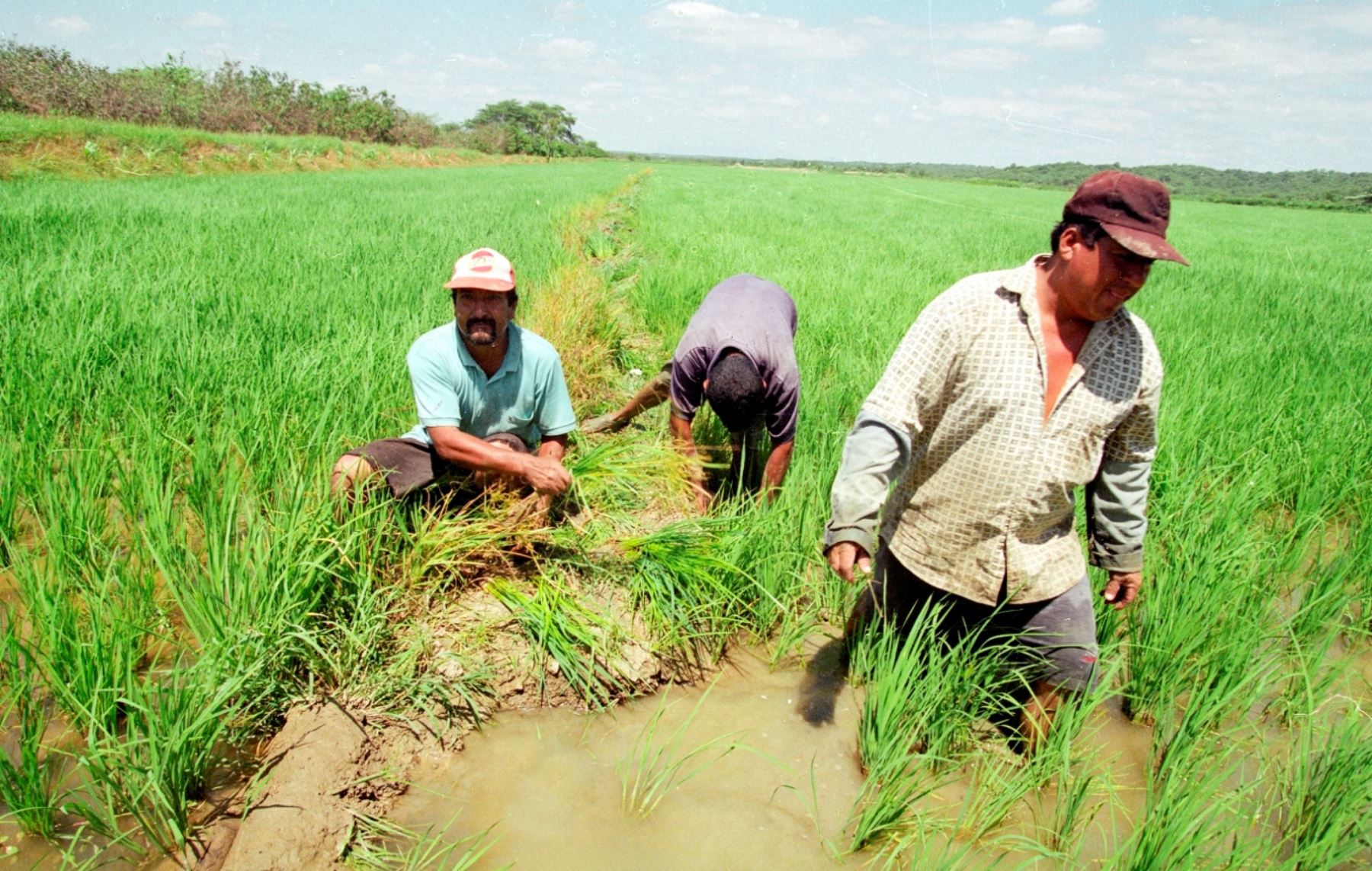 En Piura unifican criterios para la siembra de arroz ante presencia del Fenómeno El Niño. ANDINA/Archivo