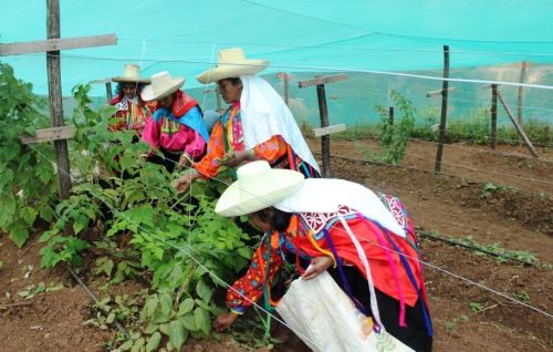 Mujeres productoras de Cañaris participan en proyecto de cultivo de frambuesa de Sierra Exportadora.