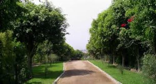 Loma Amarilla, pulmón ecológico de Santiago de Surco y de Lima Metropolitana.