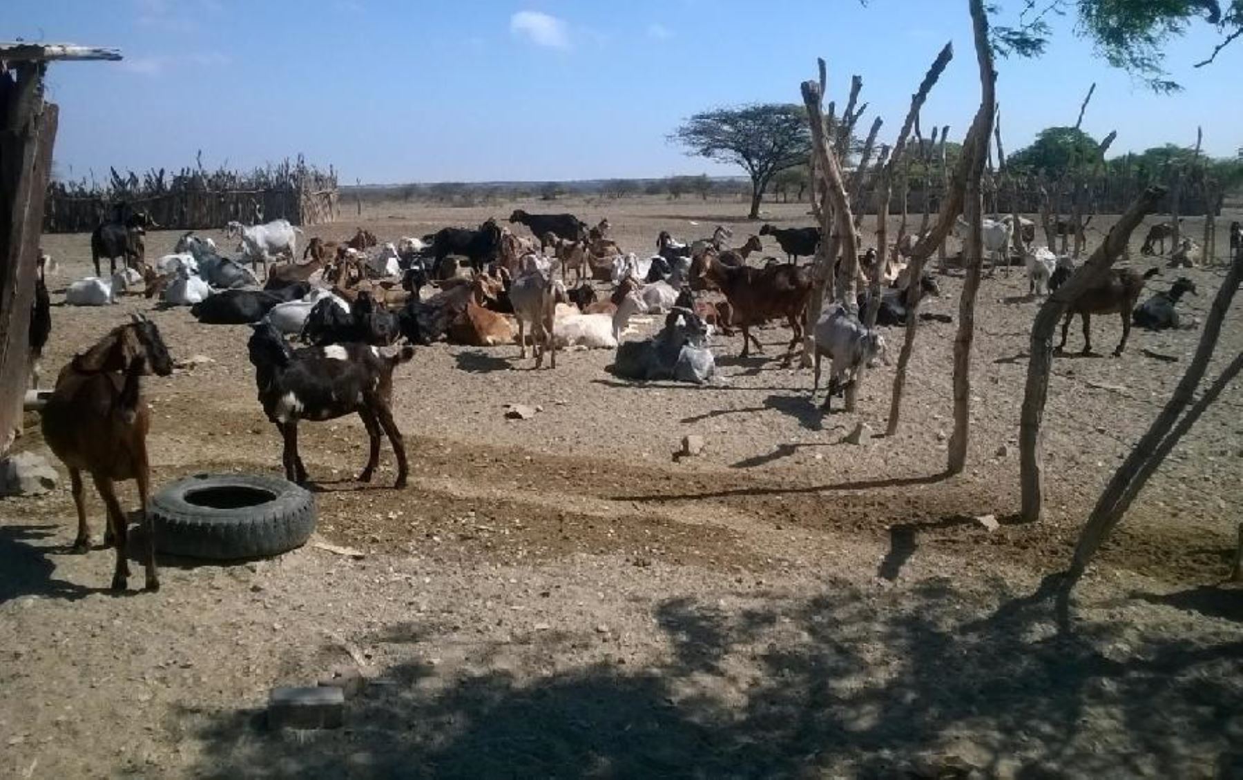 Se incrementa población del ganado caprino en Piura. ANDINA