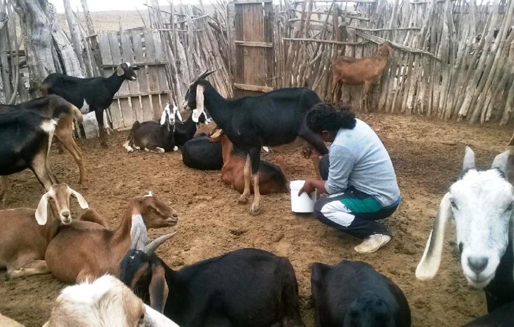 Se incrementa población del ganado caprino en Piura. ANDINA