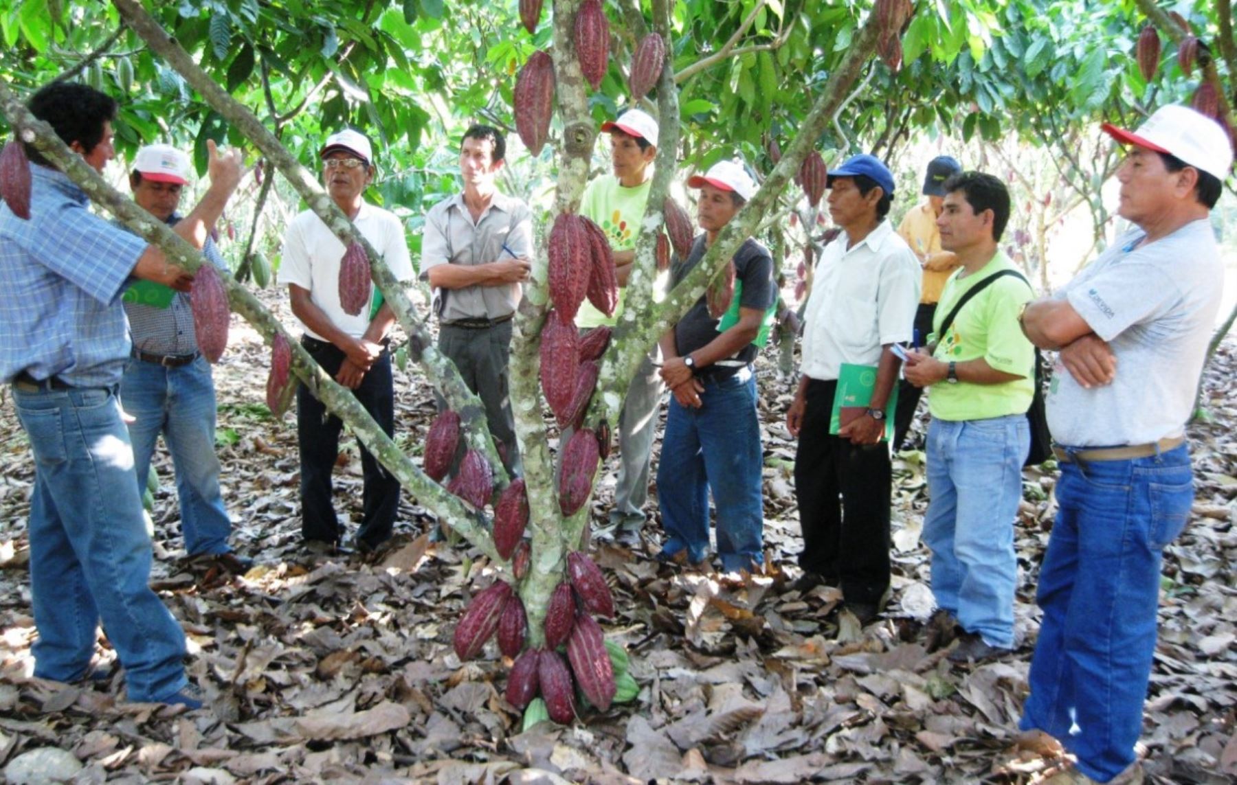 Se brindará asistencia técnica a productores de cacao. ANDINA/archivo