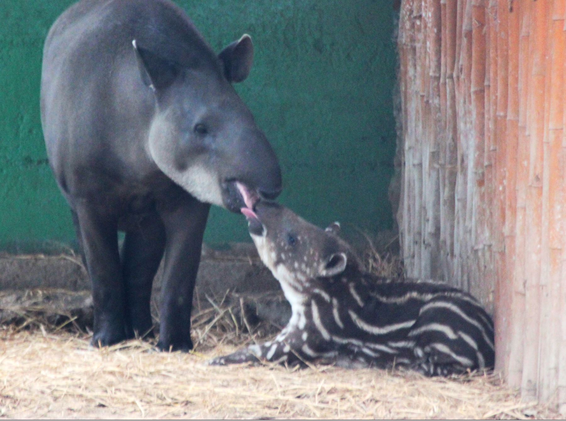 Nació en el Parque de las Leyendas una cría de tapir amazónico. Foto: Andina/Difusión