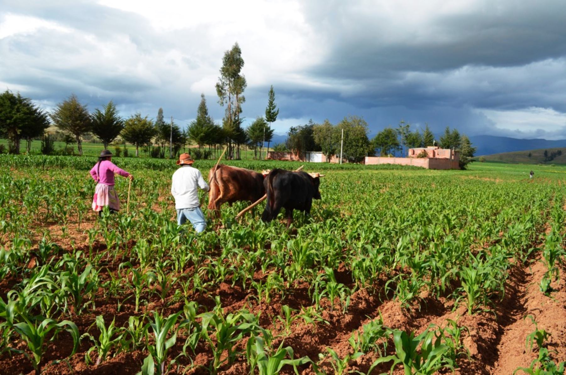 Siembras en Junín sobrepasarían las 90,000 hectáreas en nueva campaña agrícola. Foto: ANDINA/Difusión.