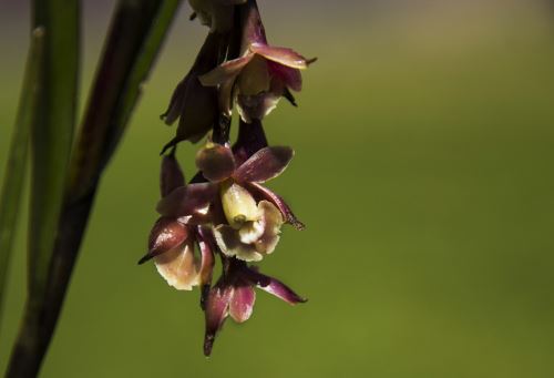 Se trata de especies Epidendrum Ochoae, Epidendrum Incahuamanii, y Epidendrum Mormontoy.