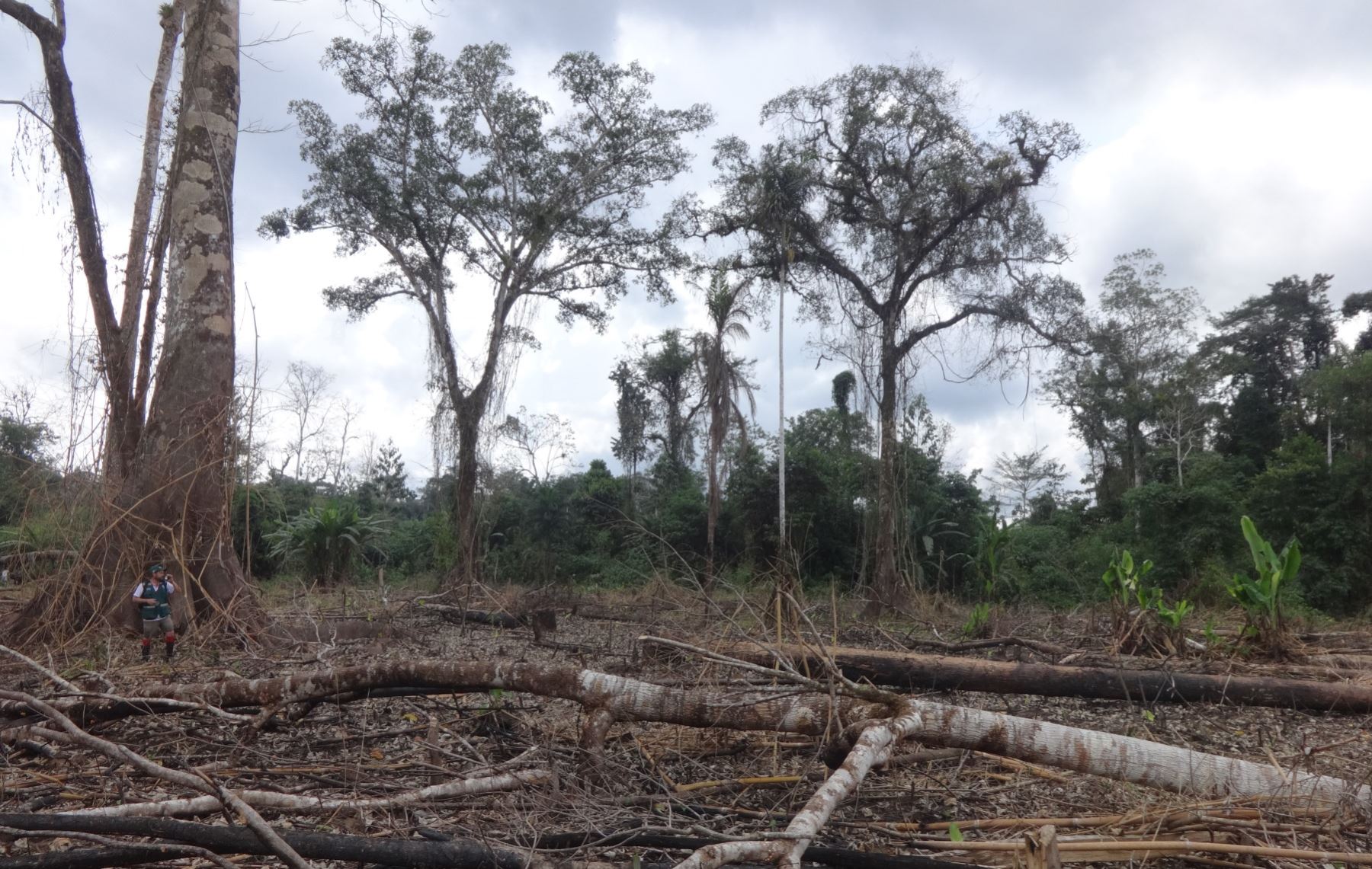 Revertir tasas de deforestación es uno de los grandes retos del país, afirma ministra del Ambiente, Fabiola Muñoz. ANDINA/Difusión